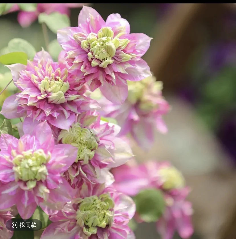 皇帝铁线莲p9规格