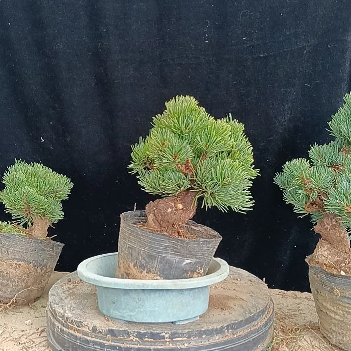 贵品大板松那须娘实物造型