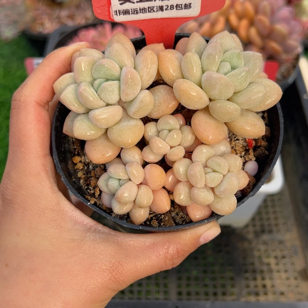 表妹精品多肉1766.