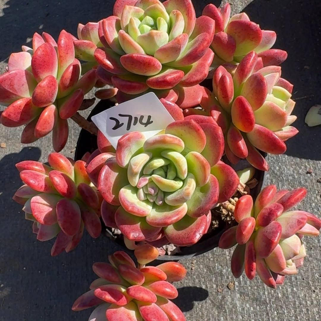 2714拉萨凡艺多肉