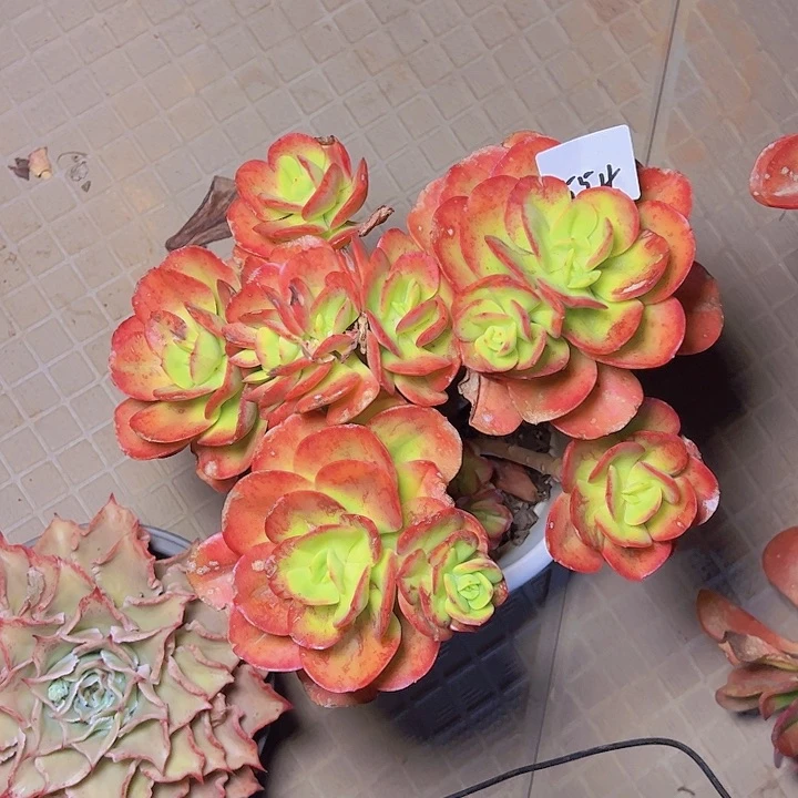 菲*554////////////////