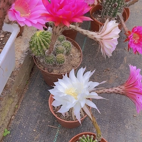 仙人掌彩草A095摘花脱土发货