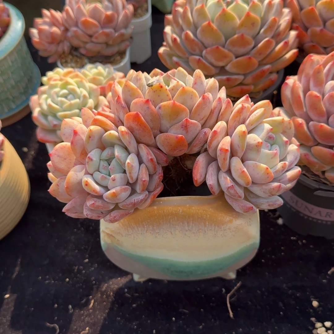 四头朵朵，冠幅17-18左右