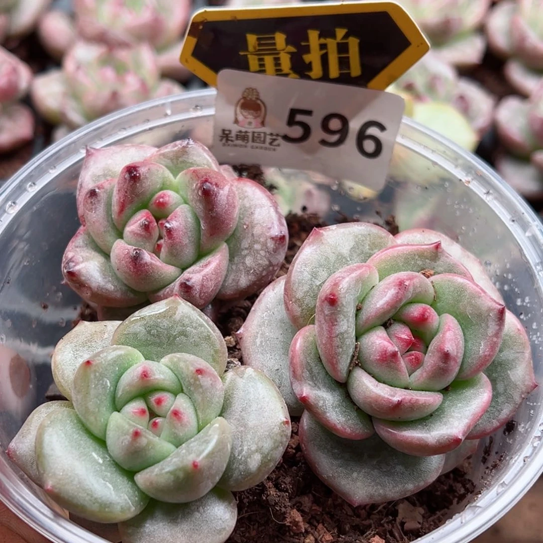 多肉植物多肉植物