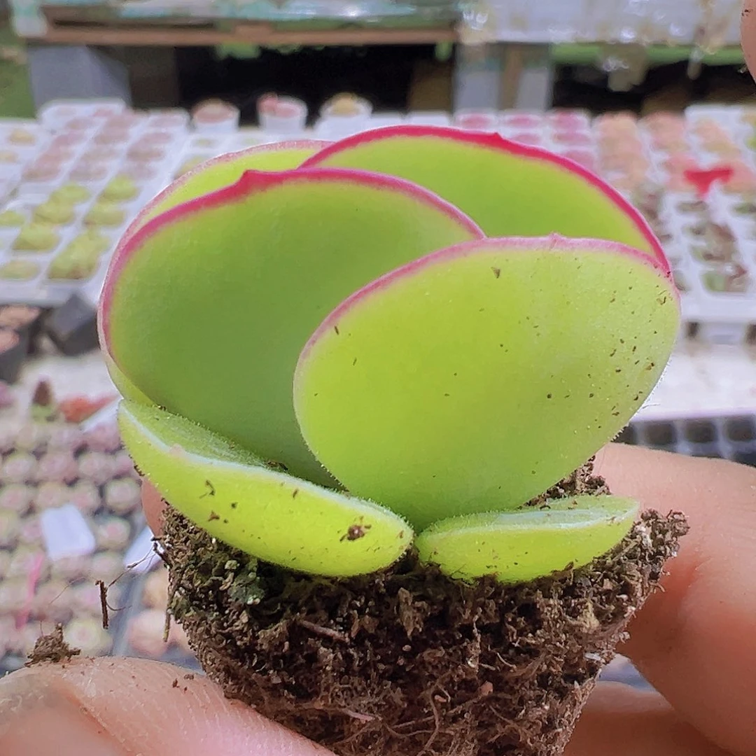 小白眉5个19包邮多肉植物