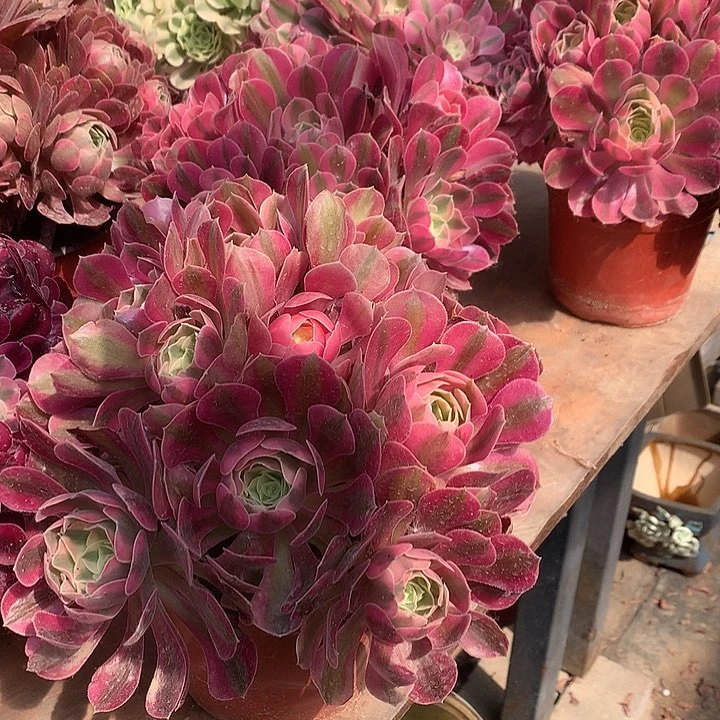 粉女巫绣球多肉法师