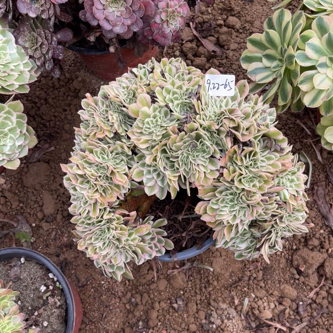 9.22-65女巫缀化多肉