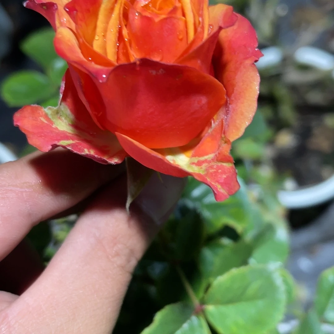 无花朵———焦糖 福利