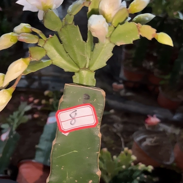 @***@，8号带盆005嫁接苗