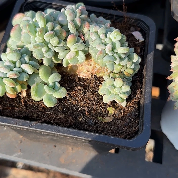 云***。青蛙王子儿童牙膏套装11