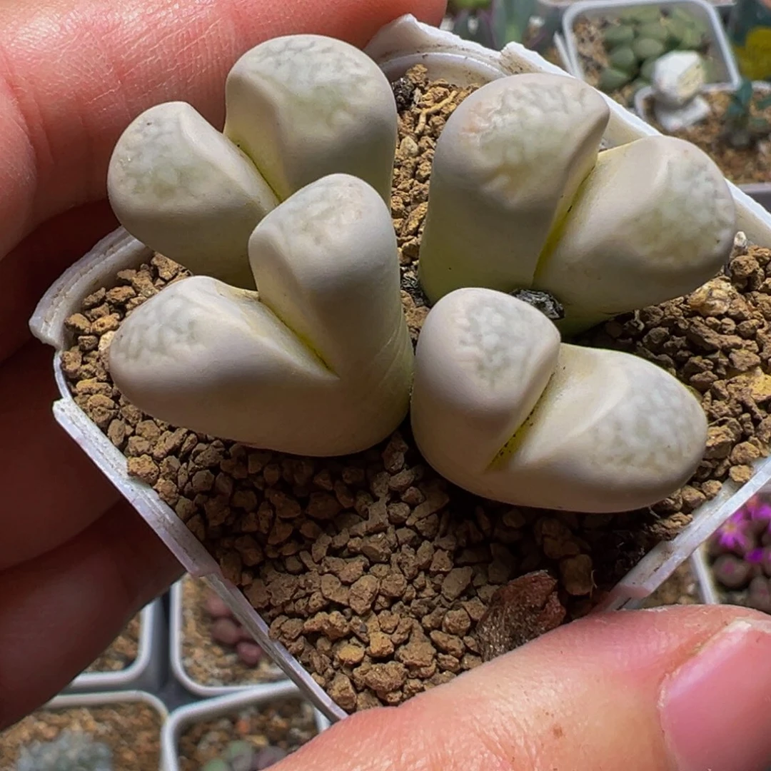 粉茧型多肉植物带盆
