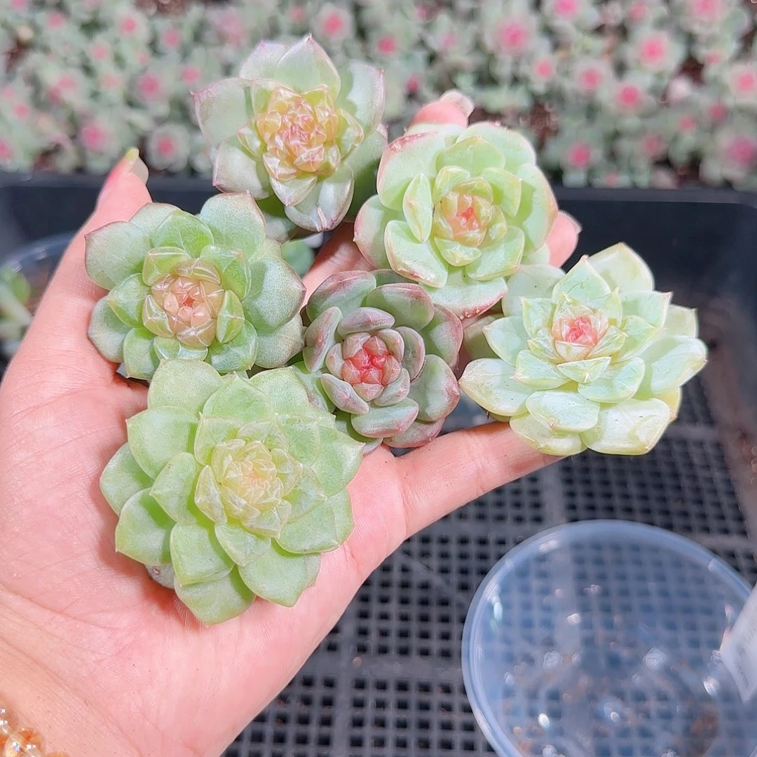 0923---215糖心珍妮