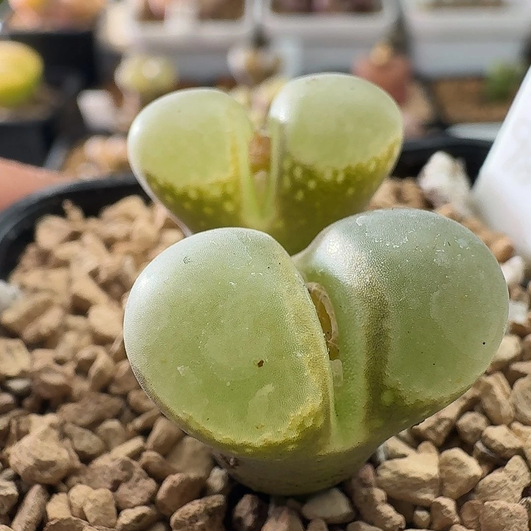 2423风铃玉双头哈哈哈哈哈