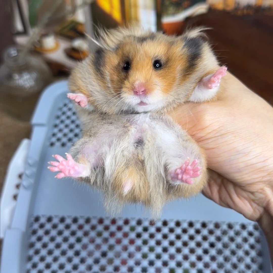 虎纹妹妹8.08生日