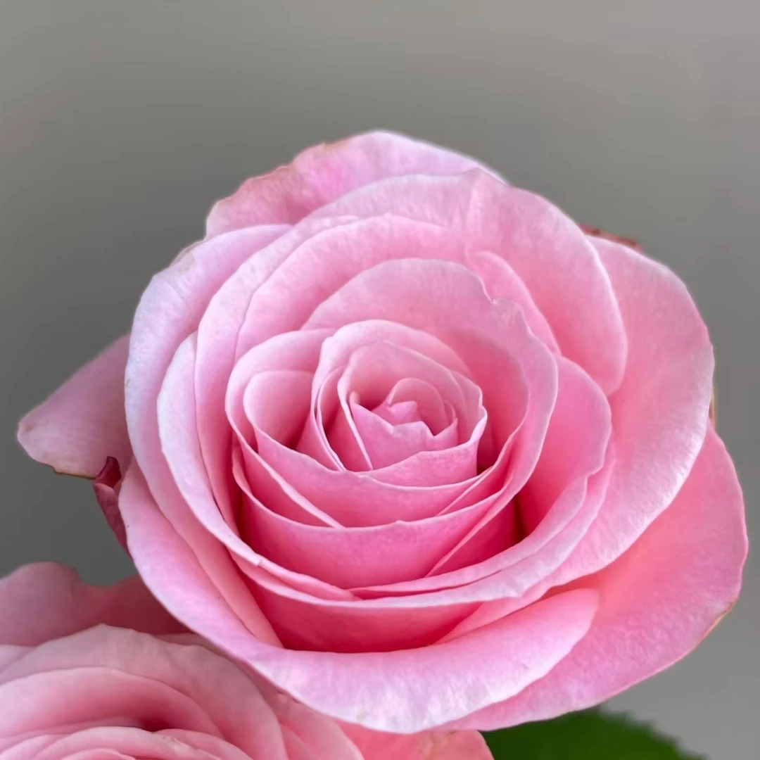 【和弦】  2加仑玫瑰品种 多季节开花  四季植物可盆栽地栽