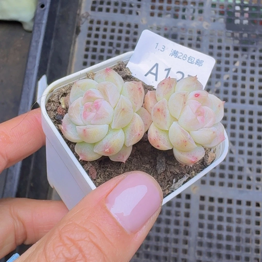 白桃汽水双头带杆子