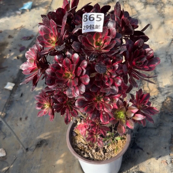 丽娜……多肉植物……