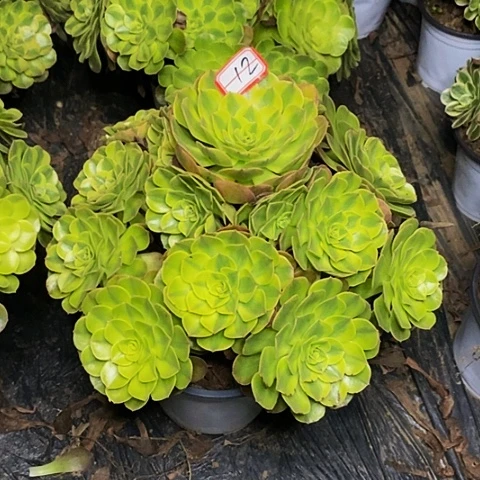 小***军雨荷轮回老桩捧花12号