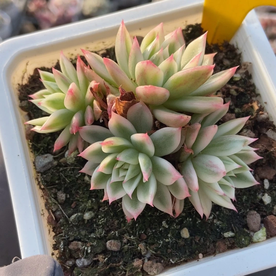 940蝴蝶飞锦多肉植物