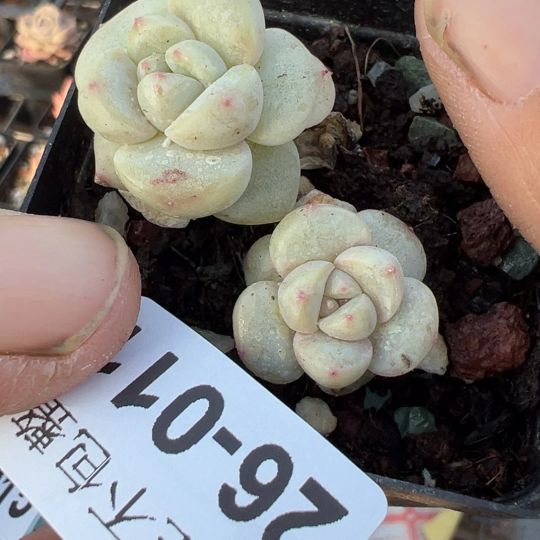 小卡拉米糖心一物一拍26-11