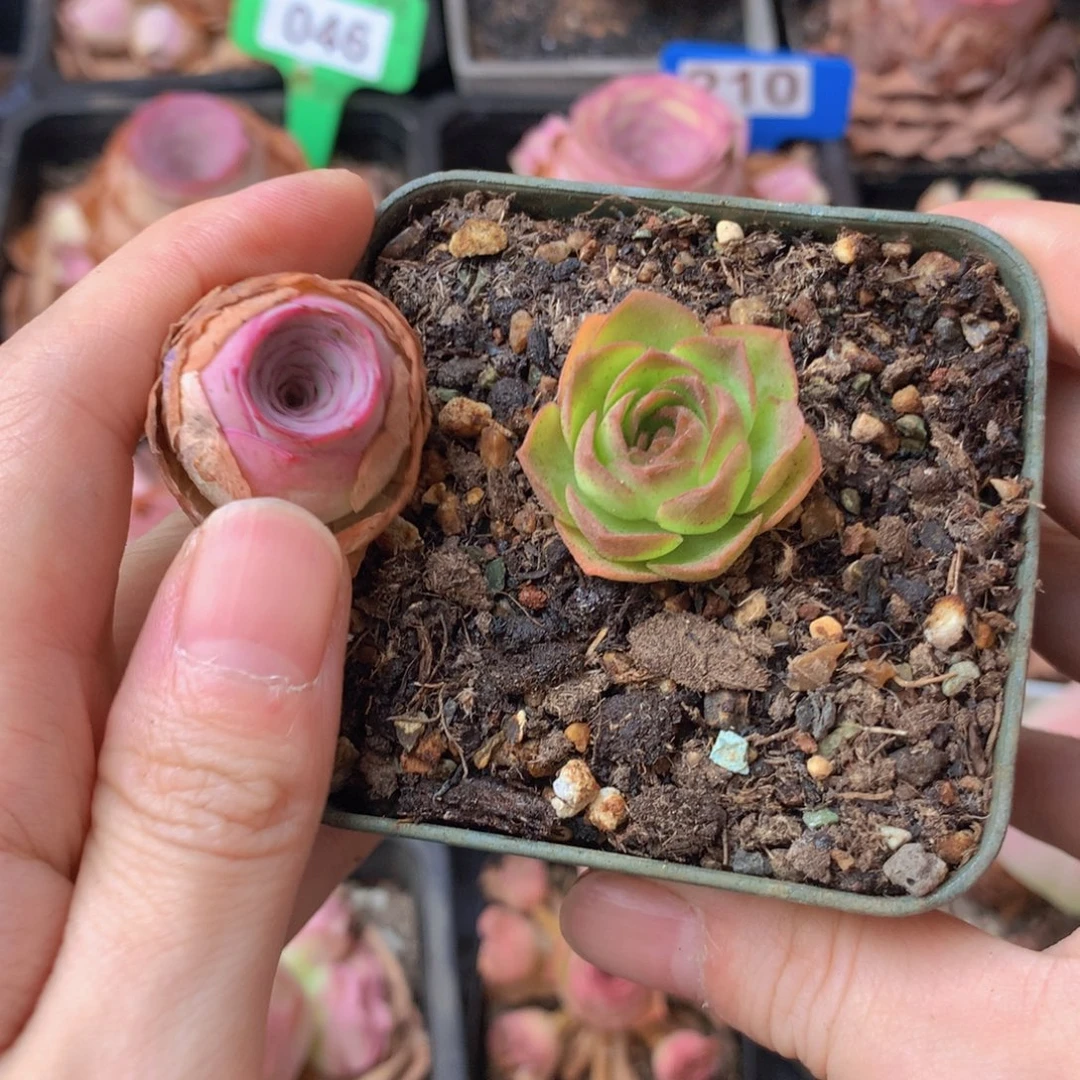 夜***帝一物一拍组合福利888