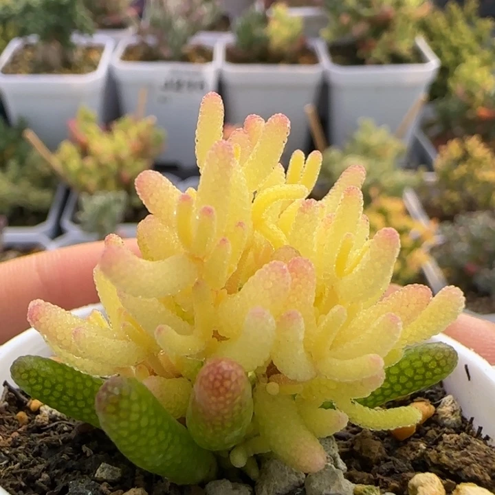 218-真飞机猪植物枝干