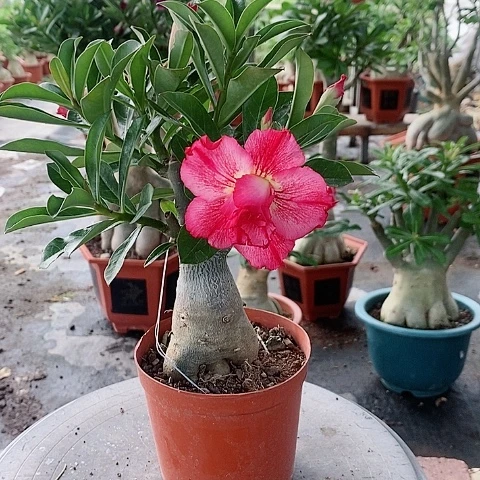 【闪购商品】无花朵段*