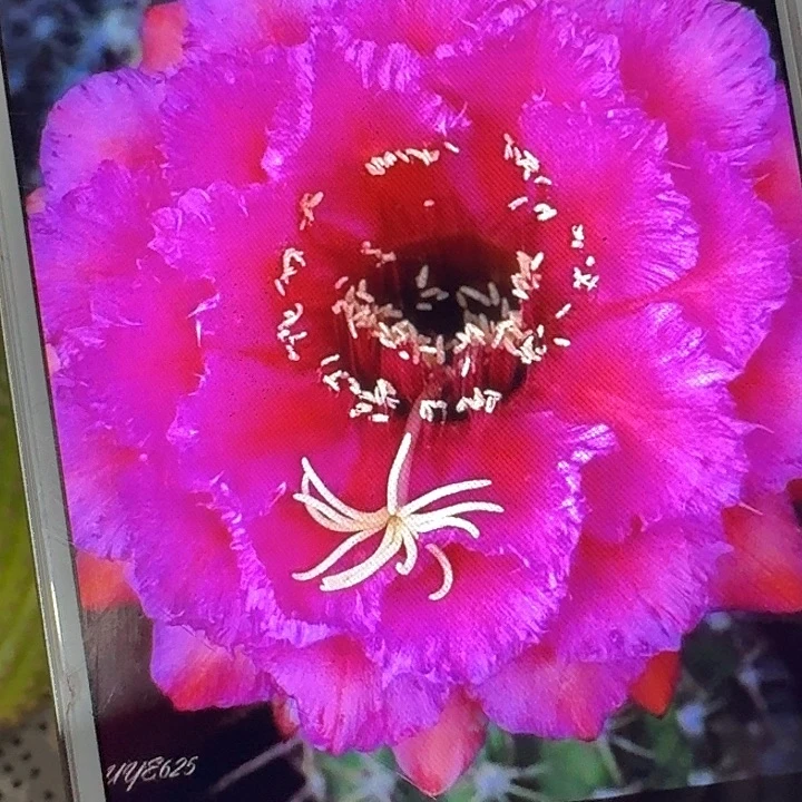 流苏侧芽5公分左右毛花柱