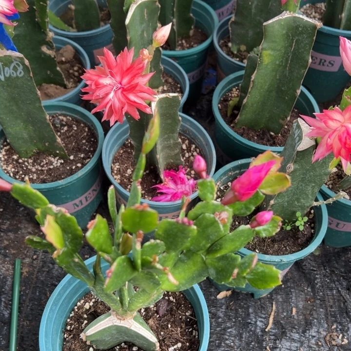 霞****51号红桑巴，红色，666666