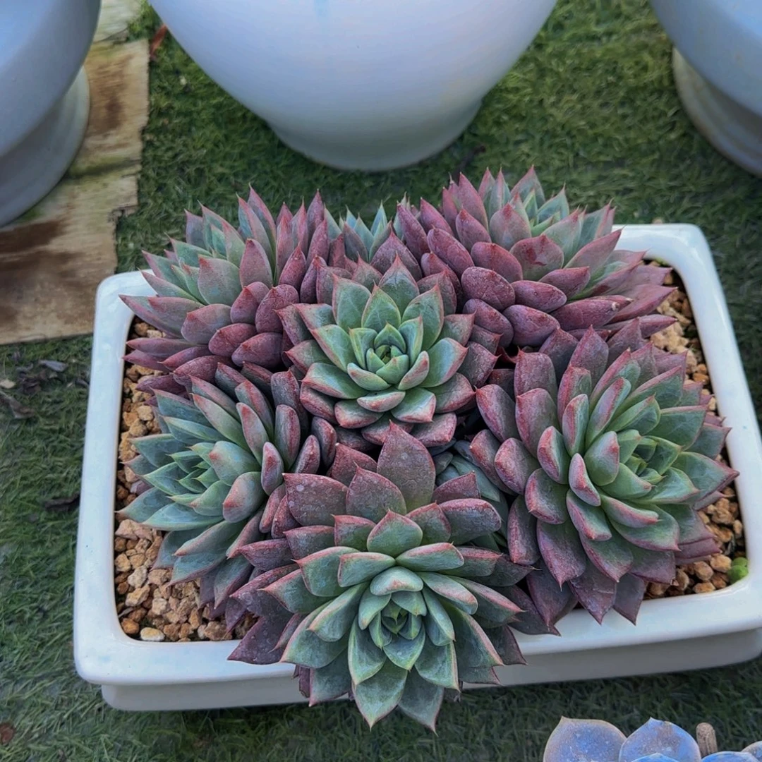 一物一拍中通快递