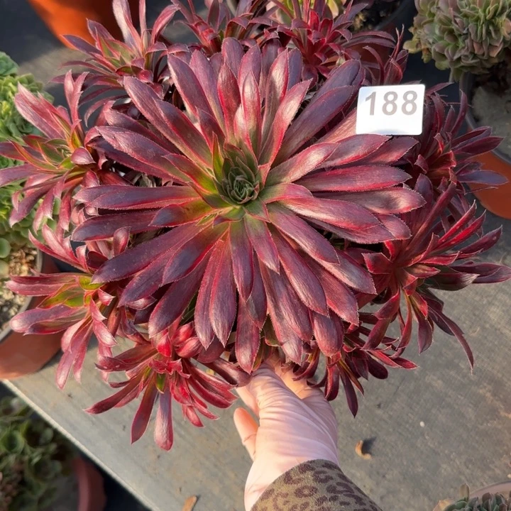 多肉植物孔雀锦188