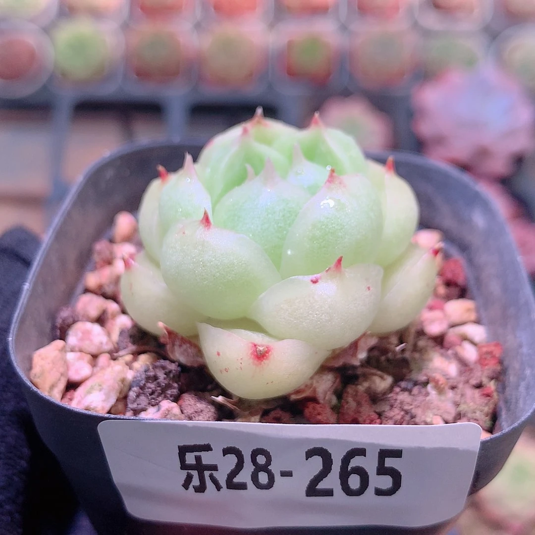 乐然28-265 麦秆 带盆土不售后