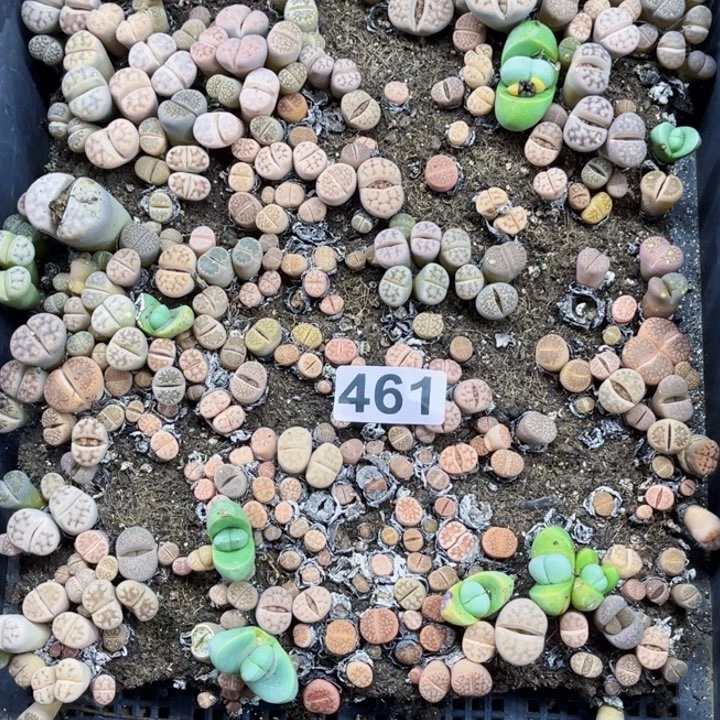 461 生石花一物一图如图带框