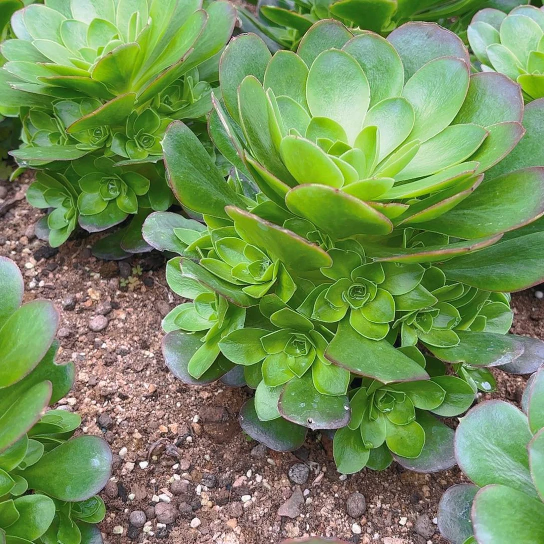 魅金多肉植物手捧
