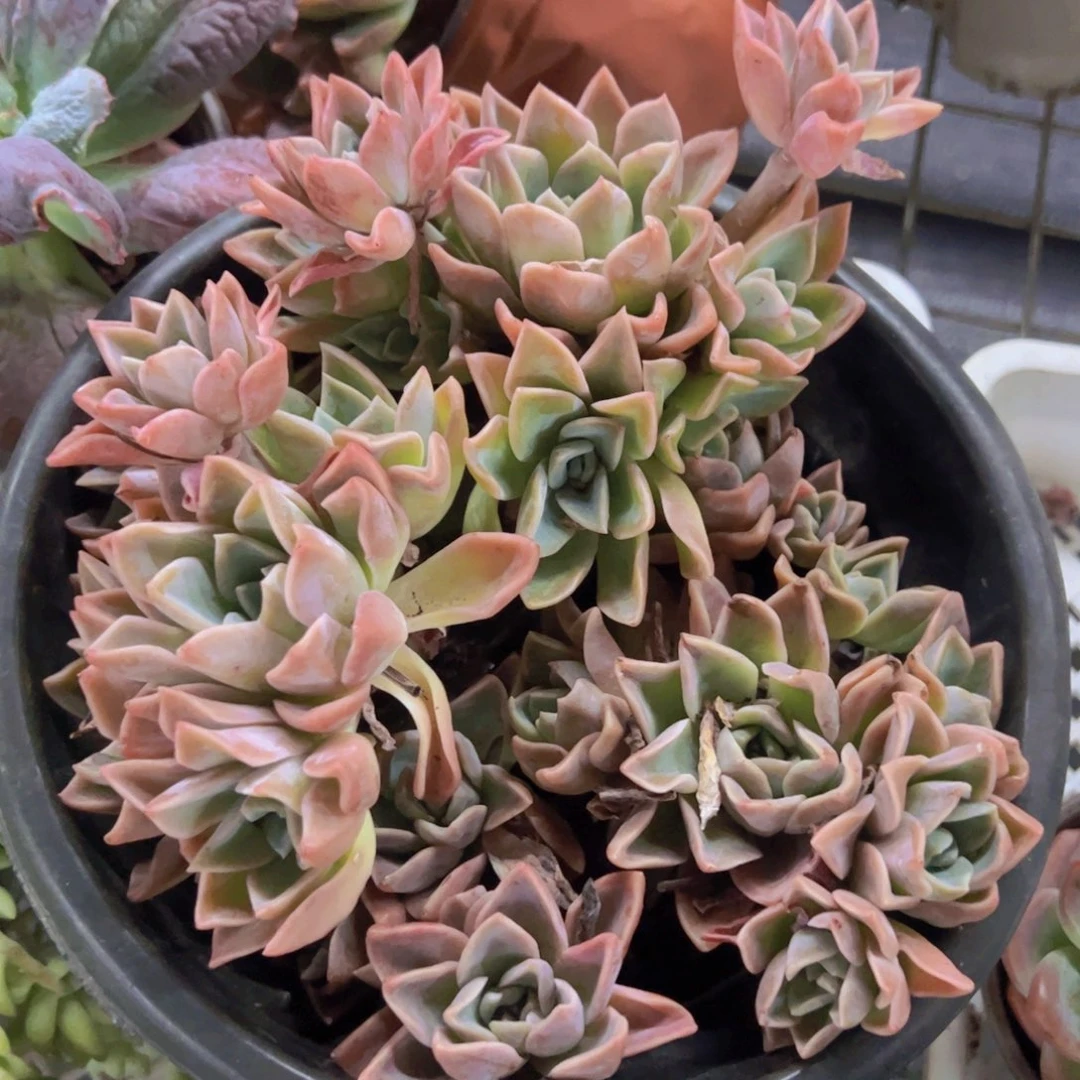 哈利沃森朵朵型两盆