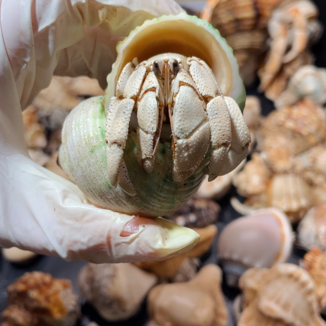 蜗居异宠寄居蟹0116红海微瑕