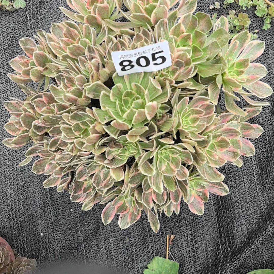 805浣纱花花法师3-26
