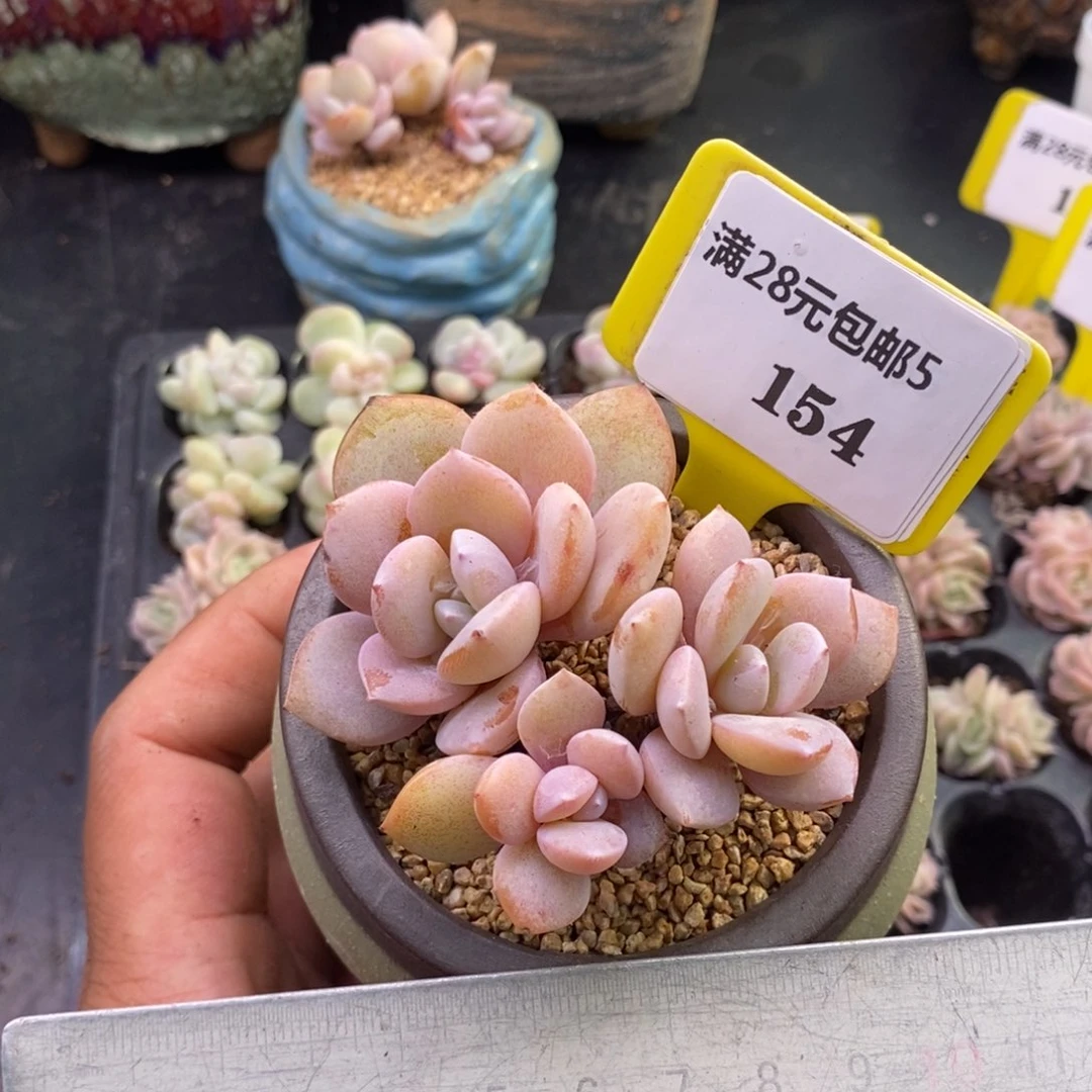 喜****子5154奶茶多肉植物……