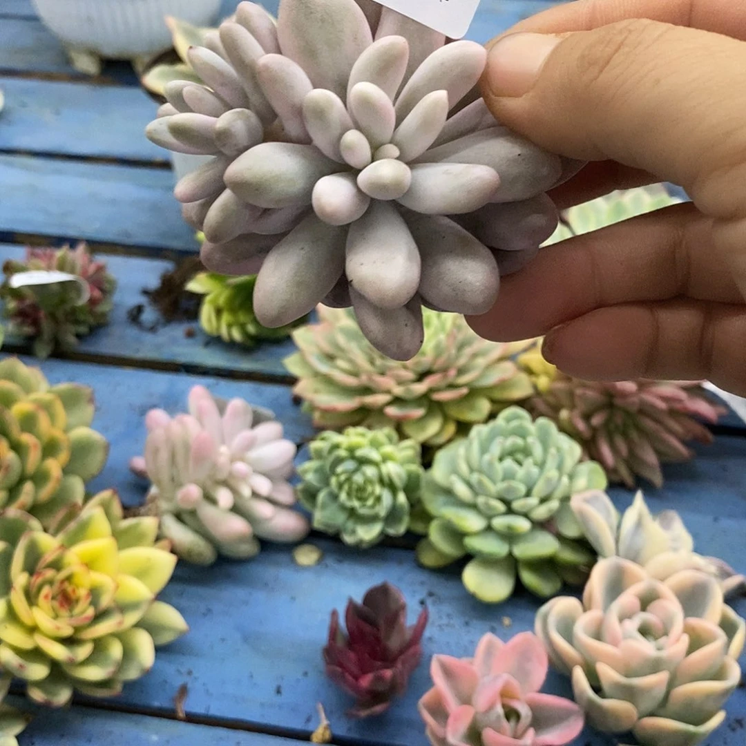 9***。670汤圆锦炸多肉植物