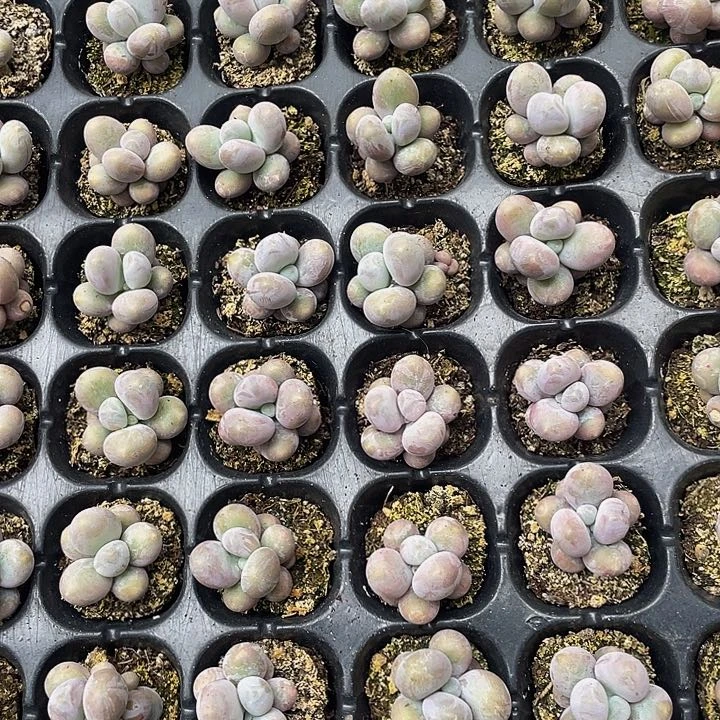 蛋黄奶5元8颗满18包邮