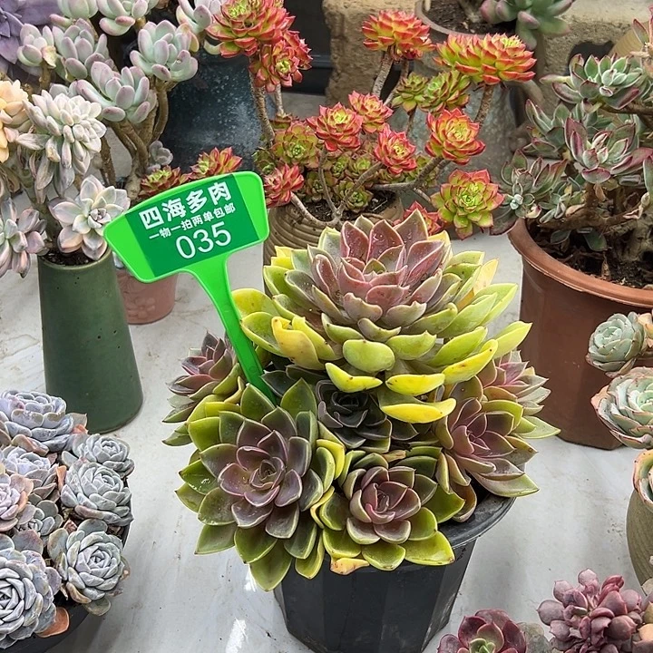 女***王琼斯多肉植物群落035