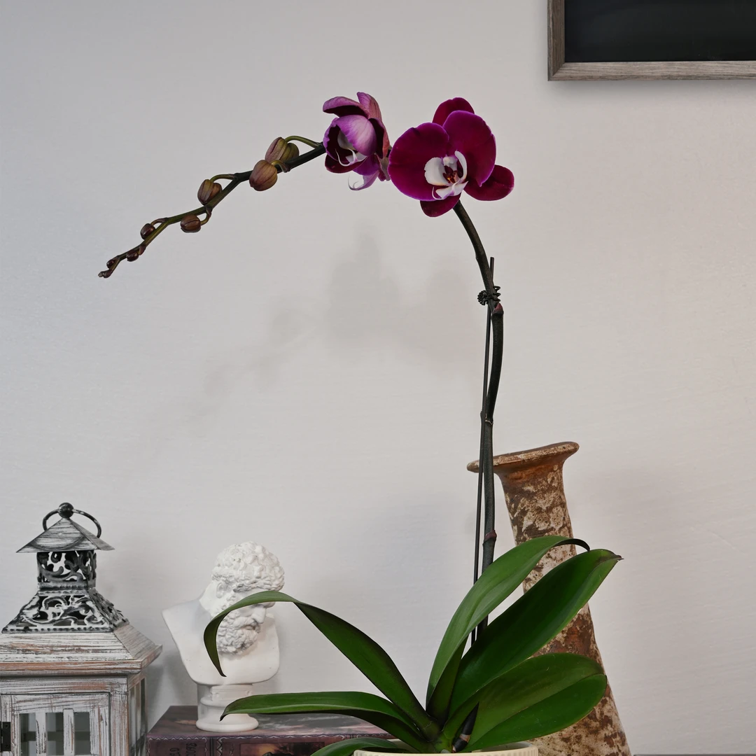 TOP FLOWER/上花 蝴蝶兰盆栽 米歇尔 深紫白心长舌【新品上架】