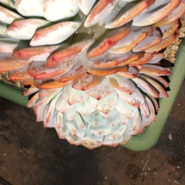 美**美124//////////////////