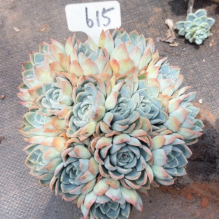 晨语多肉，一物一拍莎莎女王615