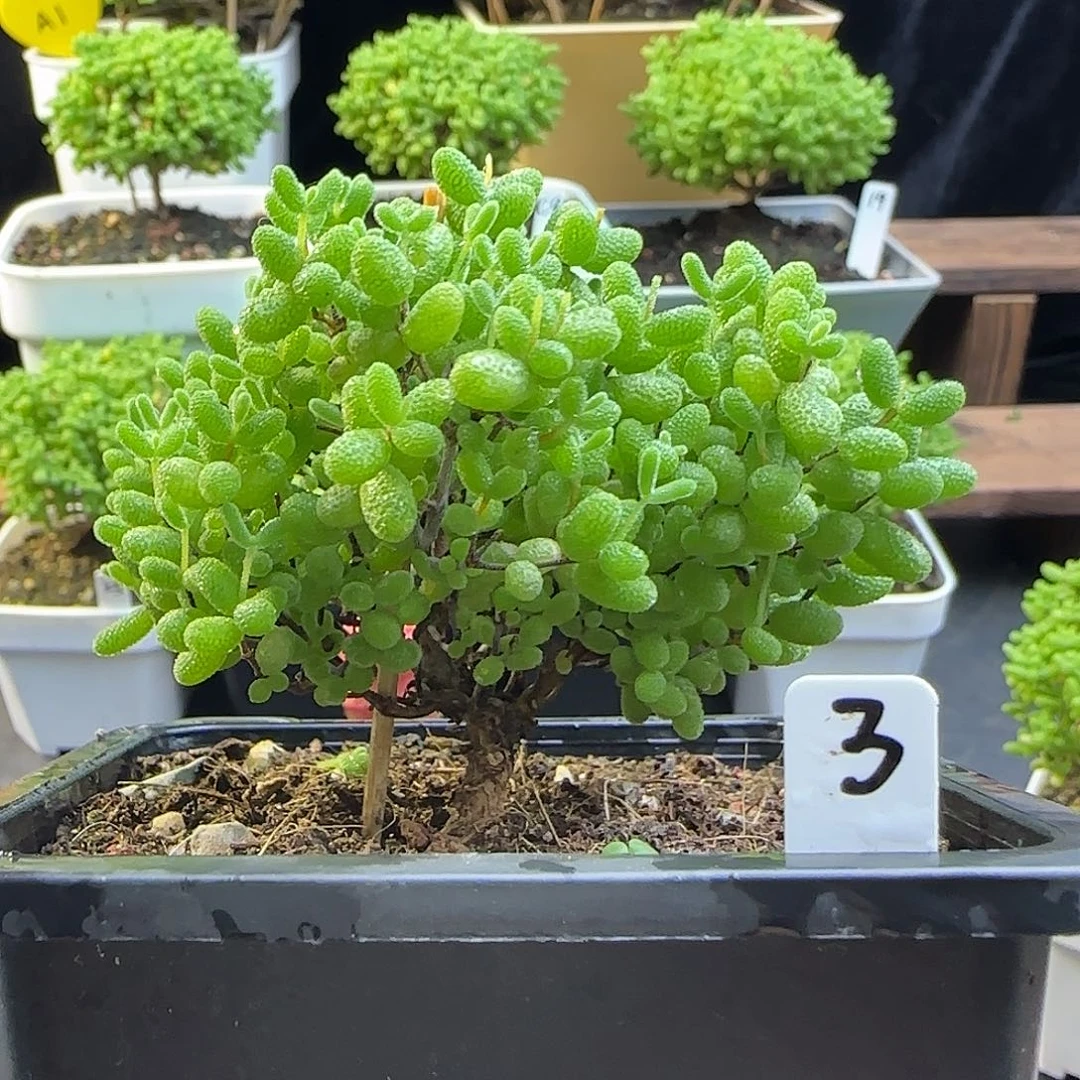 蜜橘糖球一物一拍