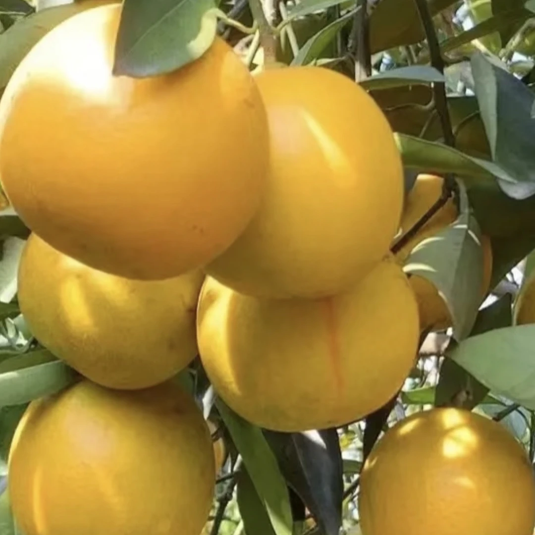 正宗廉江红橙现摘皮薄湛江特产10斤箱装果园直发农场水果大果