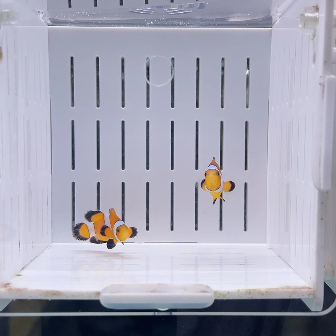 海水鱼黑边小丑鱼