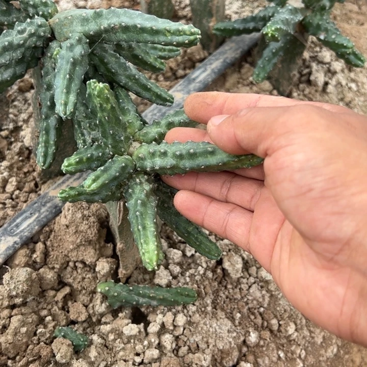 快***好七个品种淘汰狼侧芽21