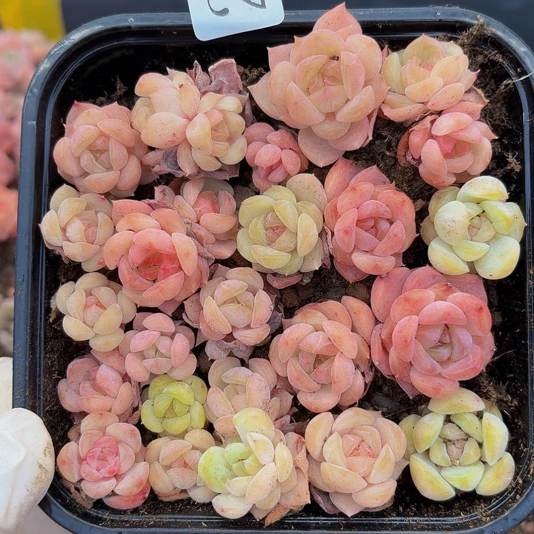 多肉植物多肉植物214