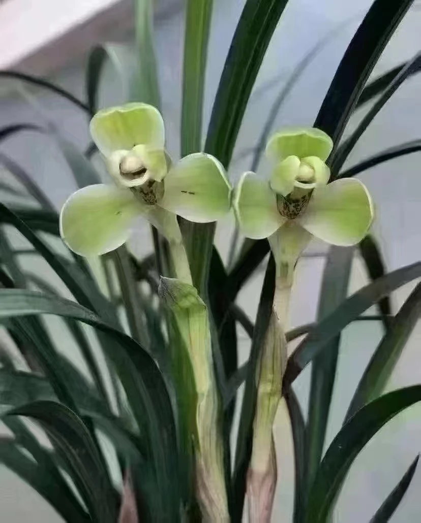 兰花苗宋梅老种春兰花盆栽客厅阳台花卉植物室内花